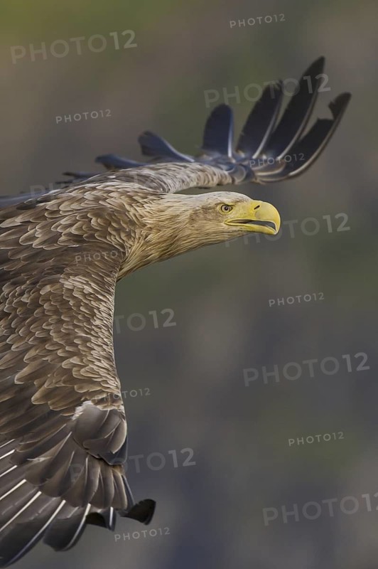 White-tailed Eagle (Haliaeetus albicilla) flying, Nord-Trondelag, Norway