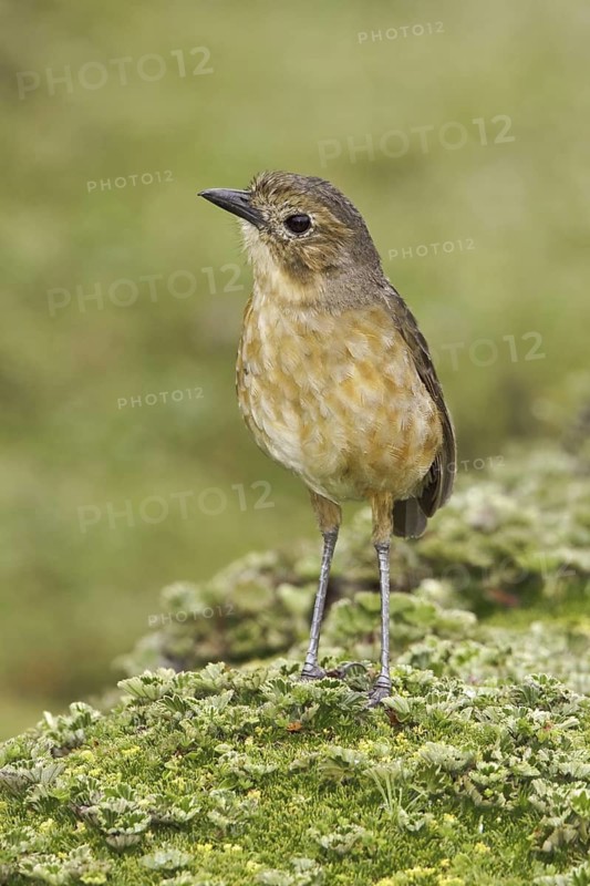 Tawny Antpitta (Grallaria quitensis), Ecuador