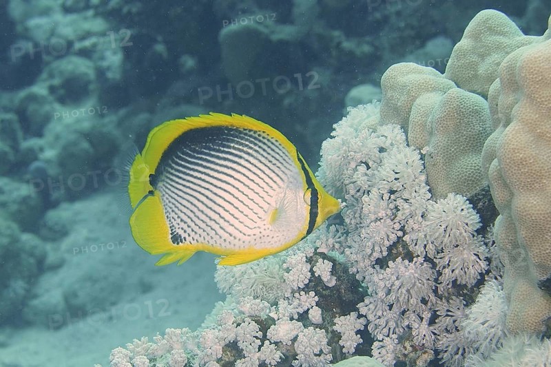 Black-backed butterflyfish (Chaetodon melannotus)