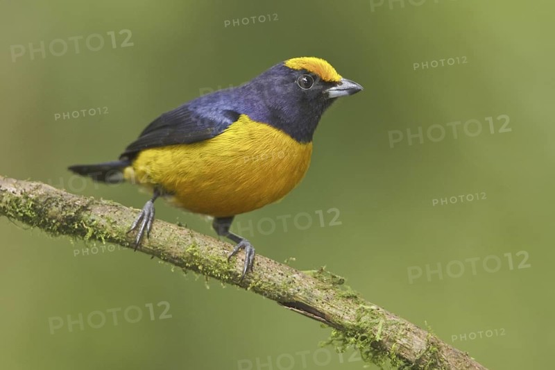 Orange-bellied Euphonia (Euphonia xanthogaster) male, Ecuador