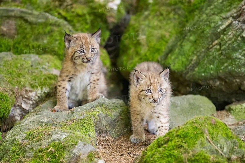 Eurasian lynx (Lynx lynx) youngsters (cubs) on a rock in a forest, Bavaria, Germany