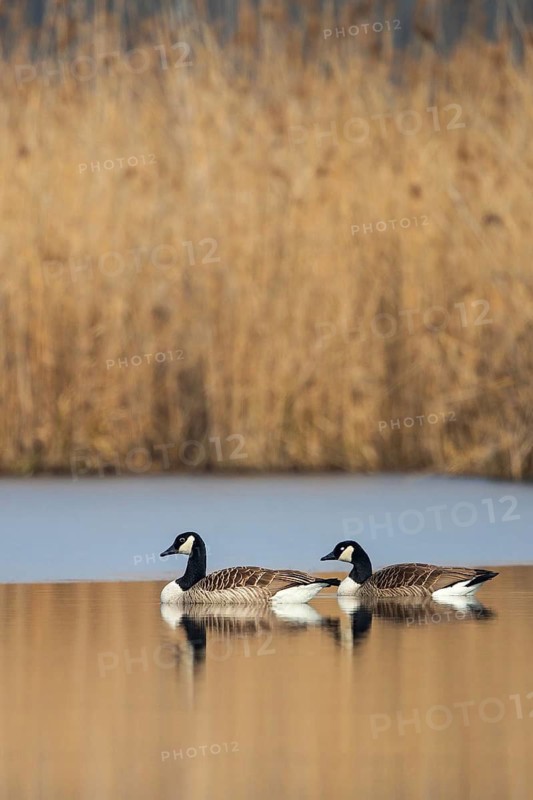 Canada Goose (Branta canadensis), Baden-Wuerttemberg, Germany