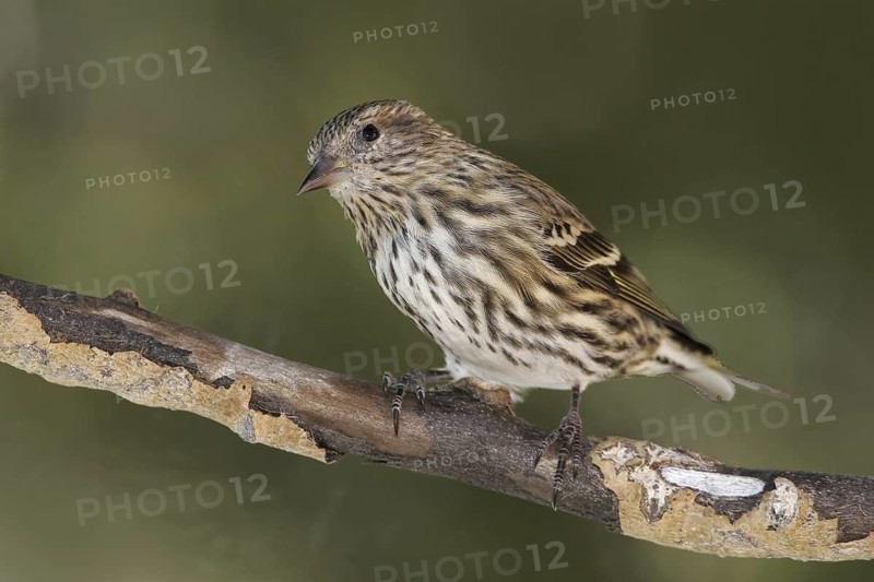 Pine Siskin (Spinus pinus), New Mexico, USA