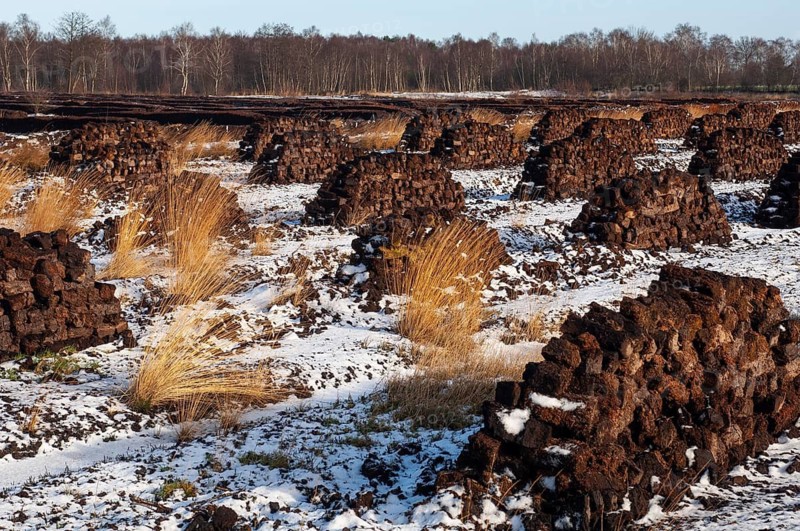 Peat in winter moor, Goldenstedt, Lower Saxony, Germany