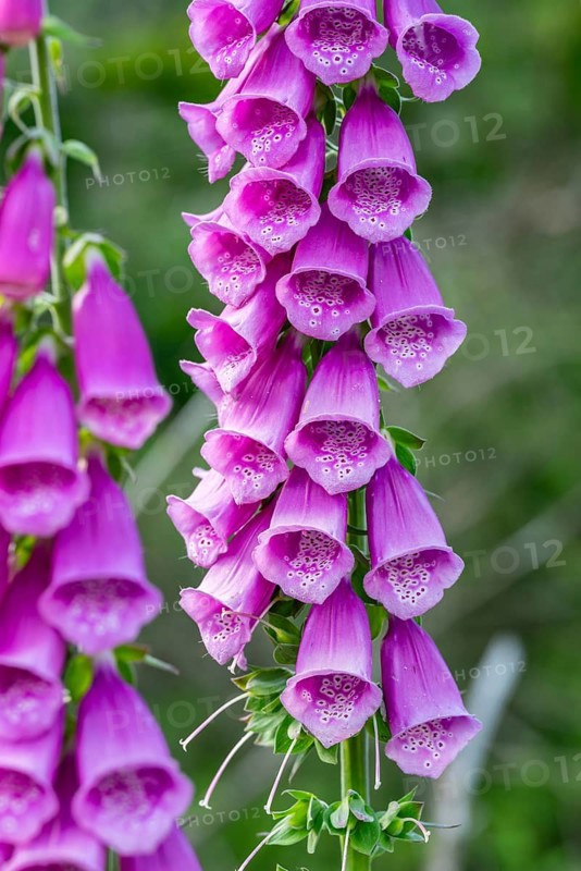 Close-up of densely arranged purple foxglove flowers (Digitalis) in nature, North Rhine-Westphalia, Germany