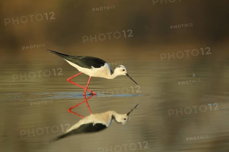 Black-winged Stilt (Himantopus himantopus) foraging in low water, running, reflection, Los Barruecos, Malpartida de Caceres, Caceres, Extremadura, Spain