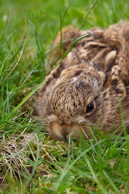 European brown hare (Lepus europaeus) juvenile leveret animal in a grass field, Suffolk, England, United Kingdom