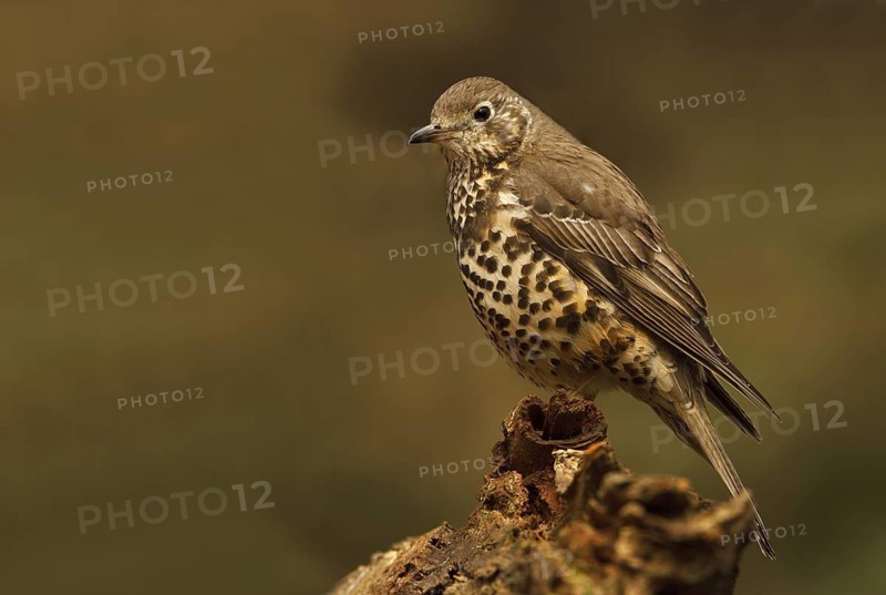 Mistle Thrush (Turdus viscivorus), Utrecht, Netherlands