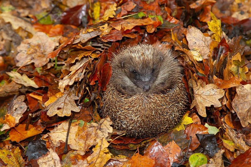 European hedgehog (Erinaceus europaeus) adult animal on a pile of fallen autumn colour leaves in a garden during hibernation, Suffolk, England, United Kingdom