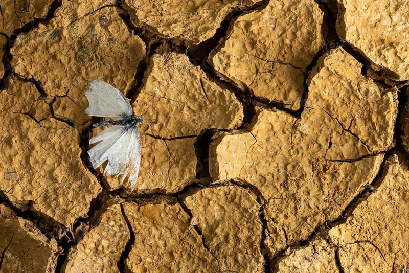 A delicate cabbage butterfly rests on cracked, dry earth, highlighting the harshness of drought and the resilience of nature in spring. The image evokes themes of fragility and survival