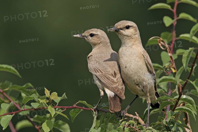 Isabelline Wheatear (Oenanthe isabellina), Bulgaria