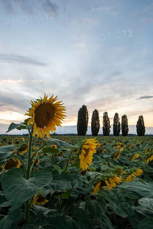 Sunflowers, sunflower field, poplar avenue, Germany