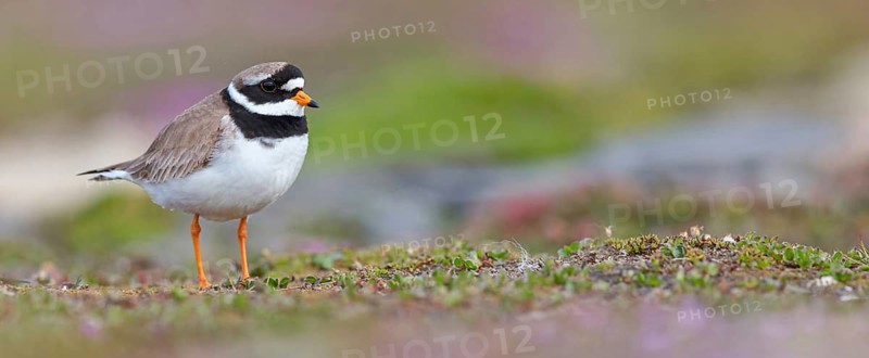Ringed Plover, (Charadrius hiaticula), wading bird, plover family, Longyearbyen, Svalbard Spitsbergen, Norway