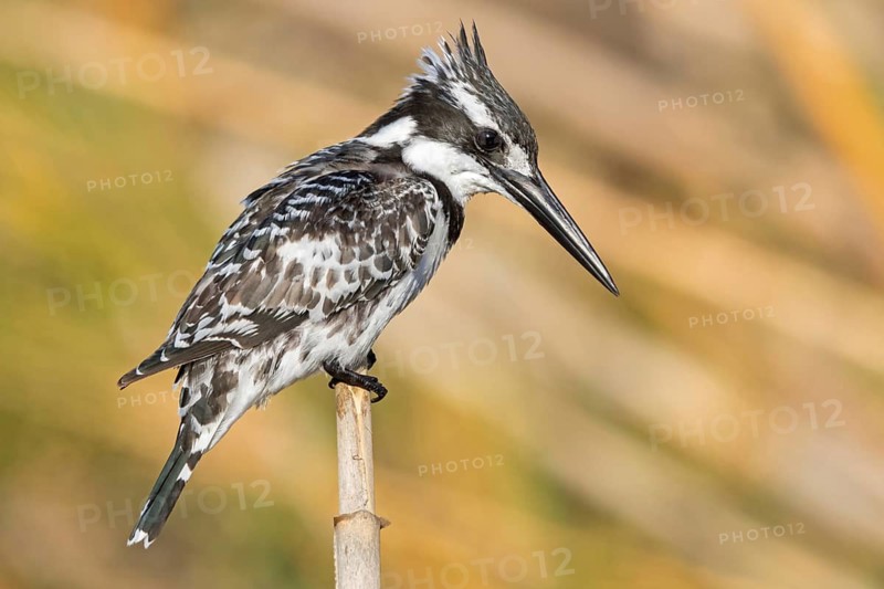 Grey kingfisher, (Ceryle rudis), Alcyon pie, family of kingfishers, animals, birds, Israel