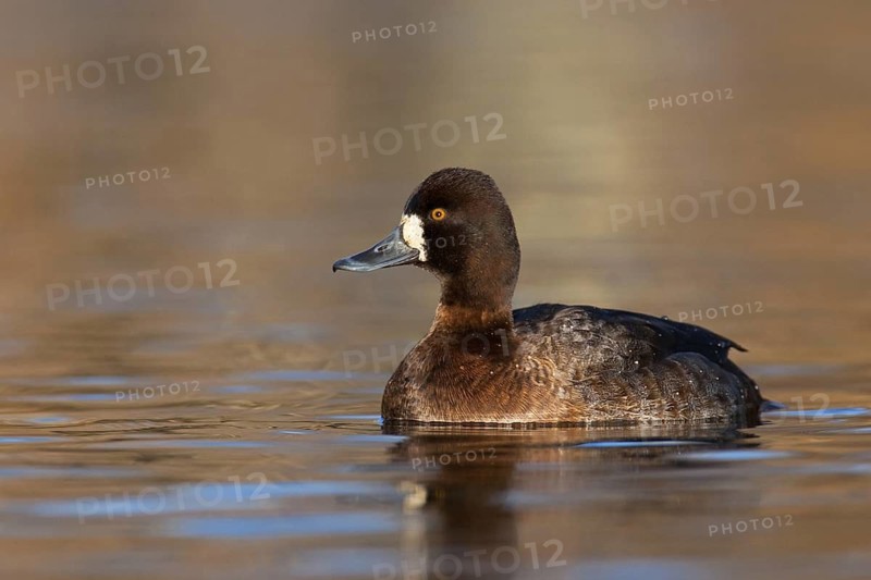 Lesser Scaup (Aythya affinis) female, British Columbia, Canada