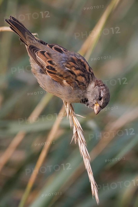 House Sparrow - Haussperling - Passer domesticus ssp. domesticus, male, Germany