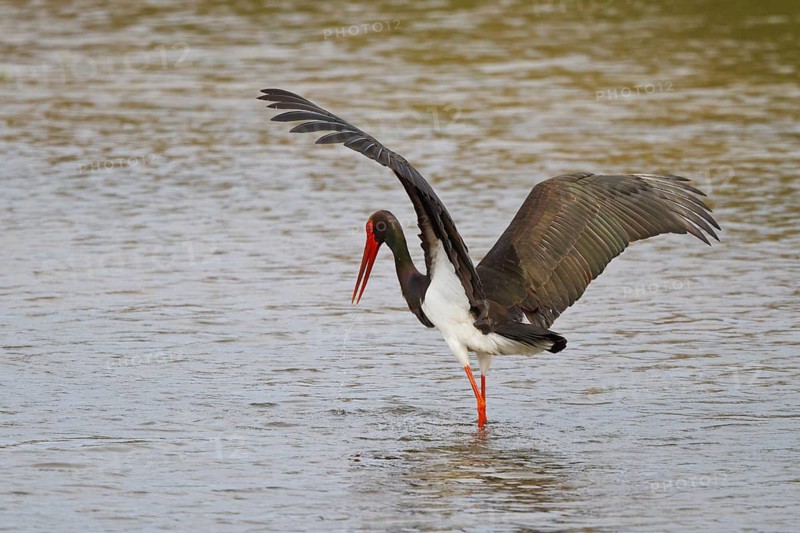 Black Stork (Ciconia nigra) foraging, Greece