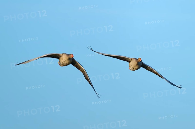 Two geese flying synchronously in a wide, blue sky landscape, grey goose (Anser anser), spring, bird island, Altmühlsee, Muhr am See, Gunzenhausen, Franconian Lake District, Bavaria, Germany