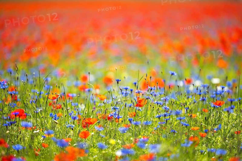 The lentil bloom in Castelluccio di Norcia, nestled in the Sibillini Mountains of the Italian Apennines (Umbria and Marche region, Italy) In the lentil fields also grow red poppies, daisies, cornflowers, wild orchids, gentians, mallow, borage, yarrow, primroses, and valerian
