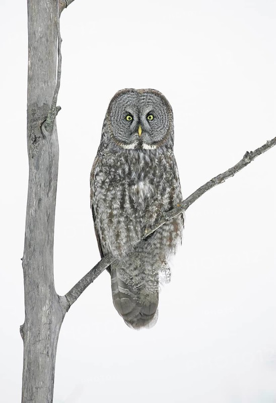 Great Grey Owl (Strix nebulosa), Minnesota, USA