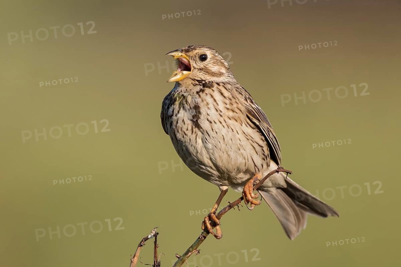 Corn Bunting (Emberiza calandra) male singing from a branch, Lesvos, Greece