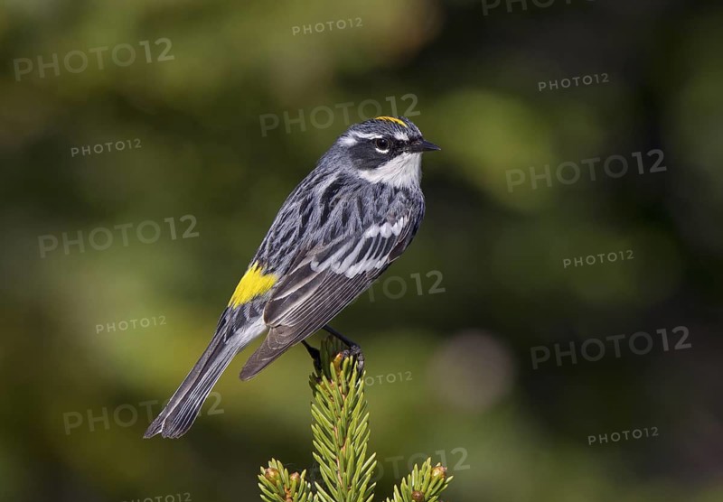 Yellow-rumped Warbler (Myrtle), male