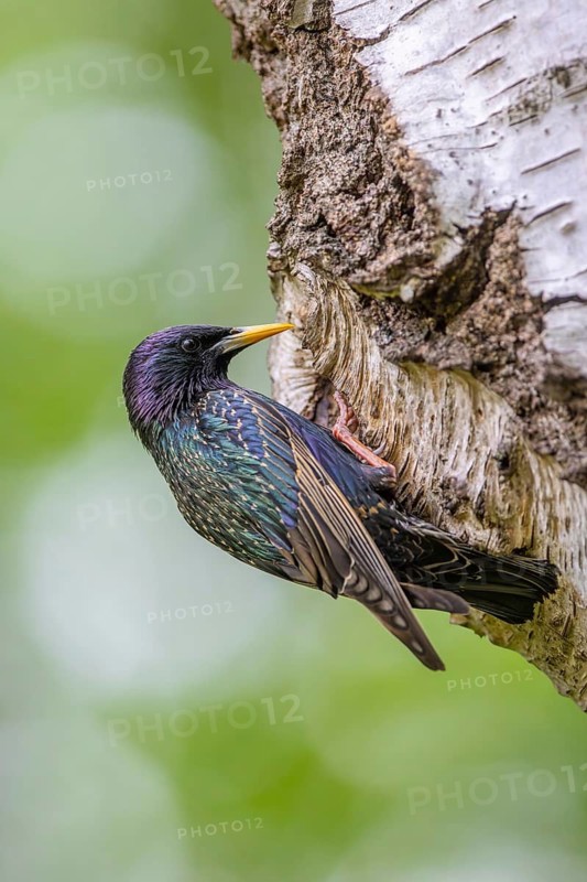 Common starling, European starling (Sturnus vulgaris) adult in breeding plumage at nest hole in birch tree during the nesting season in spring