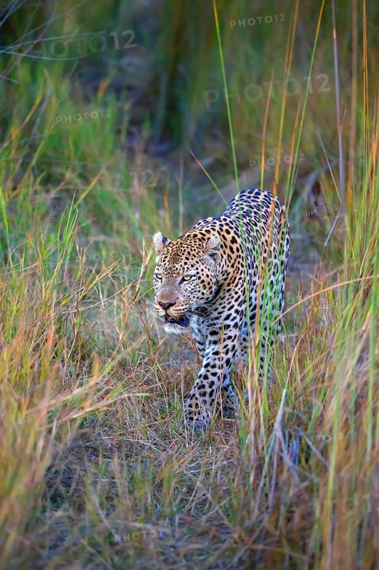 Leopard, Panthera pardus, Botsuana, Botsuana, Botsuana