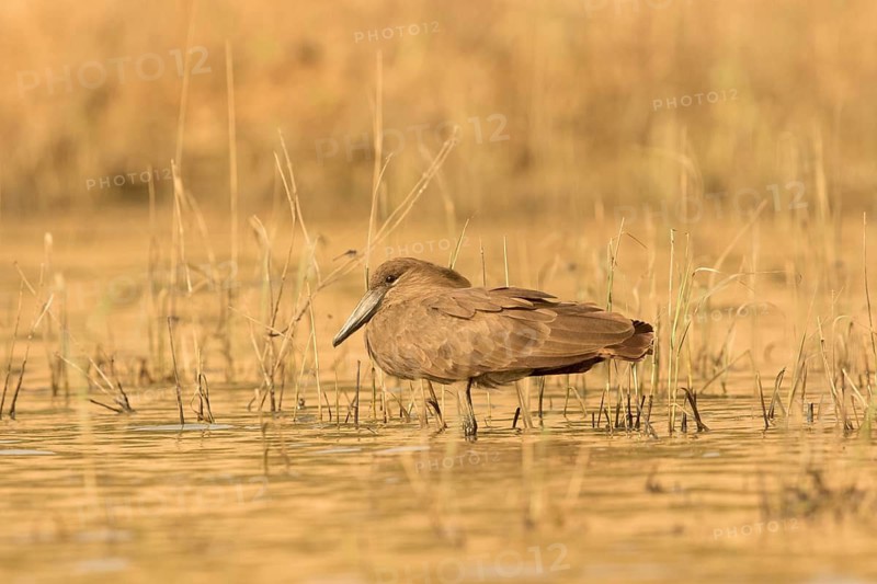 Hamerkop (Scopus umbretta), Gambia