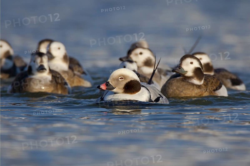 Long-tailed Duck (Clangula hyemalis) flock, Ohio, USA