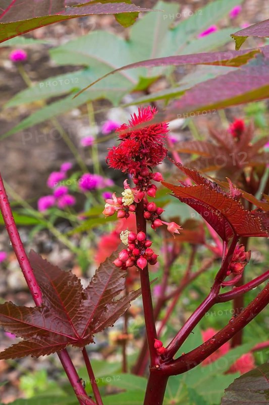 Close-up of Ricinus communis 'Red Spire' - Castor Bean plant leaves and prickly capsules in summer, Quebec, Canada