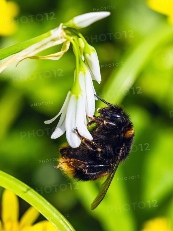 Bumblebee on Three-Cornered Leek, Snowbell, Allium triquetrum in forest at spring time