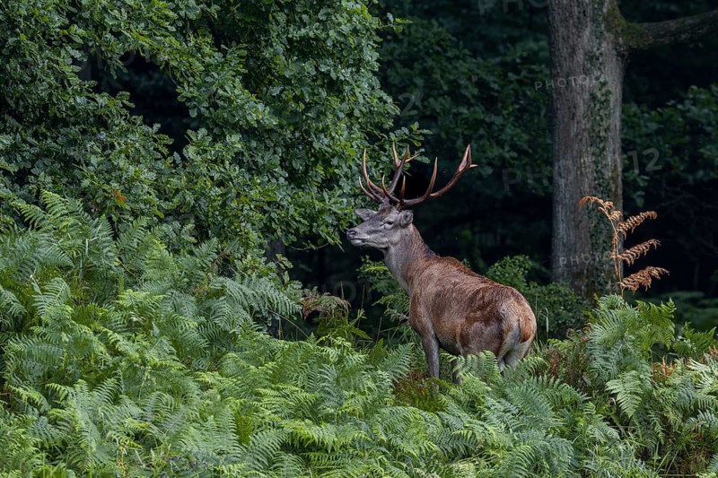 The red deer (Cervus elaphus) eyes the opposite pond one last time, then follows the rest of the herd into the forest, summer coat, August, Germany