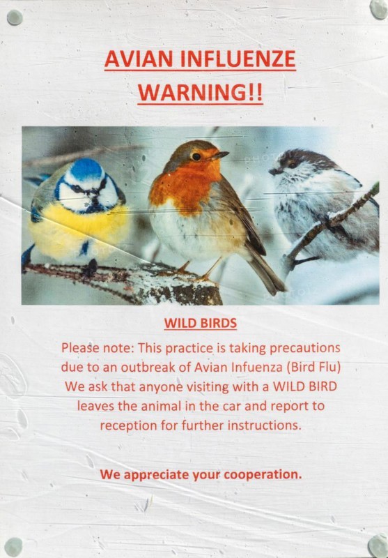 Poster notice about avian influenza bird flu warning, Suffolk, England, UK in window of veterinary practice
