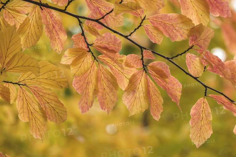 Persian ironwood (Parrotia persica), Treptower Park, Berlin, Berlin, Germany