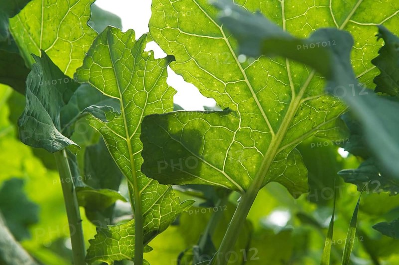 Winter rape, wintering, frost-resistant green manure plant, promotes the biological activity of the soil