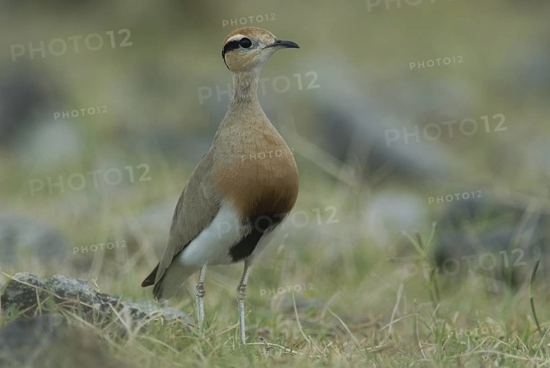 Temminck's Courser (Cursorius temminckii), Ethiopia