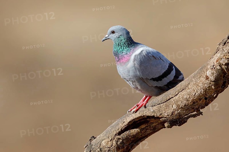 Rock Pigeon, Rock Dove, Rock Pigeon, Feral Rock Pigeon, (Columba livi), Pigeon biset, Paloma Bravía, Tawi Atayr, Salalah, Dhofar, Oman