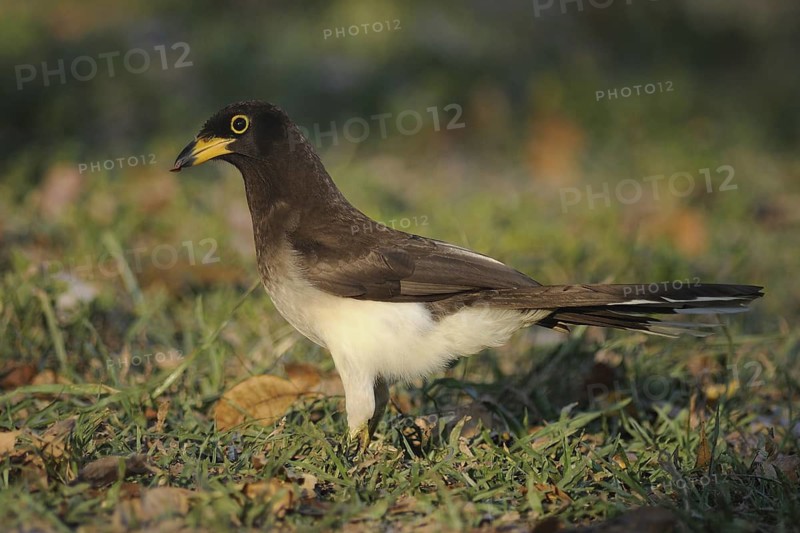 Brown Jay (Psilorhinus morio), Guatemala