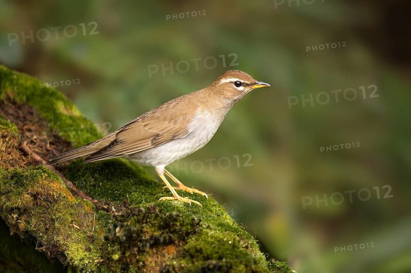 Grey-sided Thrush (Turdus feae), Pahang, Malaysia