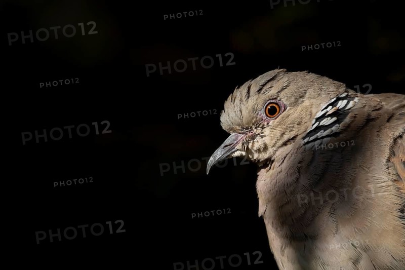 Turtle dove (Streptopelia turtur) adult bird head portrait in summer, England, United Kingdom