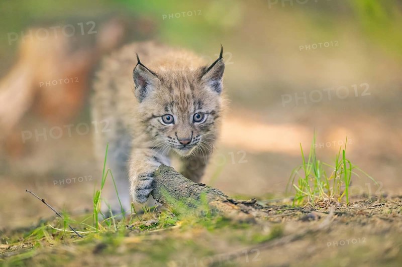 Eurasian lynx (Lynx lynx) youngster (cub) walking in a forest, Bavaria, Germany