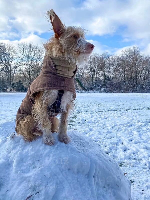Podengo bitch with coat in winter on large, snowball, Westend-Nord, Frankfurt am Main, Hesse, Germany