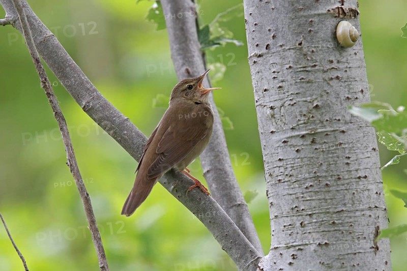 River Warbler (Locustella fluviatilis) male singing, Lower Saxony, Germany