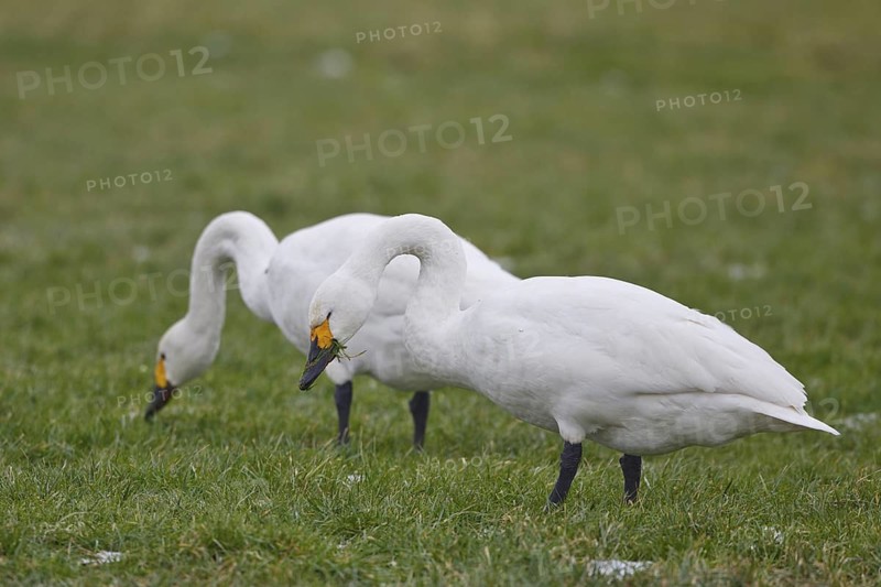 Tundra Swan (Cygnus columbianus bewickii) foraging, Netherlands