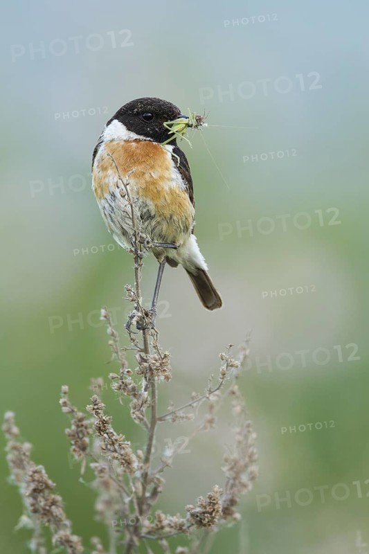 European Stonechat (Saxicola rubicola) male with insect in its beak, Rhineland-Palatinate, Germany
