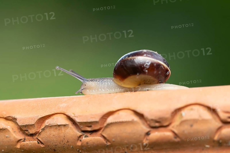 Striped snail (Cernuella virgata) adult gastropod molluscs on a garden plant pot in summer, England, United Kingdom