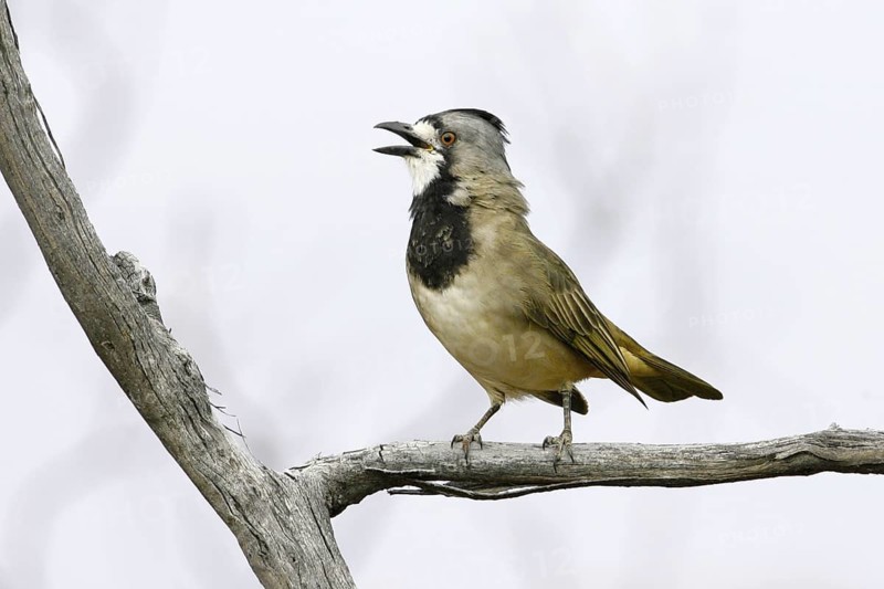 Crested Bellbird (Oreoica gutturalis) male, South Australia, Australia