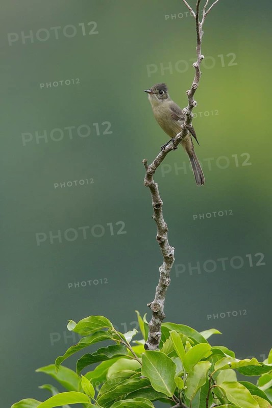 Crescent-eyed Pewee (Contopus caribaeus) perched on a branch in Cuba