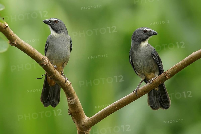 Graysh Saltator (Saltator coerulescens) perched on a branch in Manu National Park, Peru